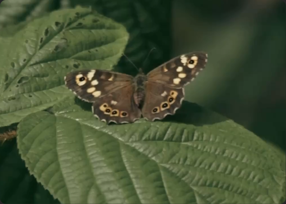 Butterfly clip